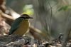 indianpitta3