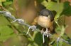 ashyprinia