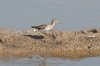 woodsandpiper