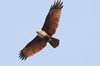 brahminykite2