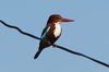 wbkingfisher4