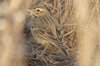 paddyfieldpipit4