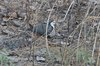 whitebreastedwaterhen