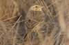 paddyfieldpipit