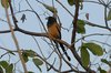 indiantreepie3