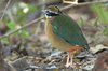 indianpitta5