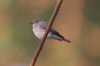 asianbrownflycatcher3