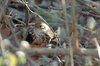 spottedbabbler3