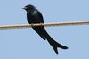 blackdrongo