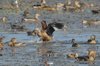 lesserwhistlingduck1