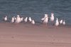 gullroost