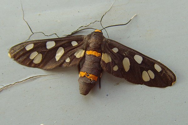 handmaidenmoth.jpg