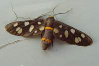 handmaidenmoth_small.jpg