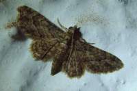 moth13_small.jpg