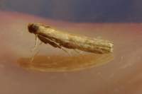 moth14_small.jpg