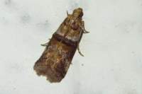 moth21_small.jpg