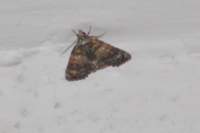 moth3_small.jpg