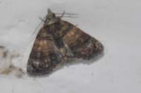 moth3a_small.jpg