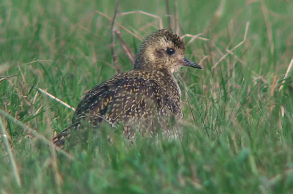 Golden Plover