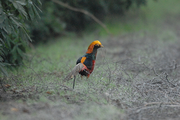 Golden Pheasant Wolferton, Norfolk