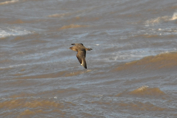 Great Skua