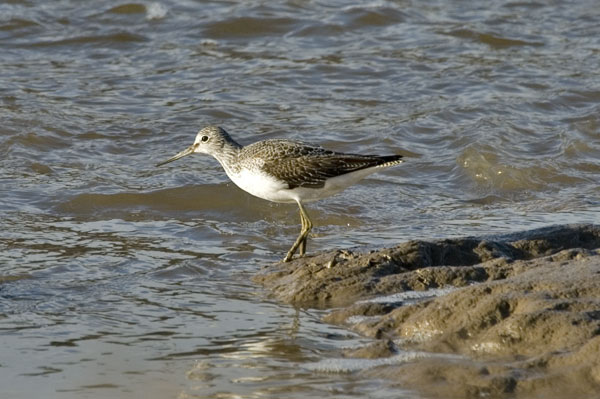 Greenshank