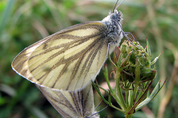 Green-veined White Butterfly