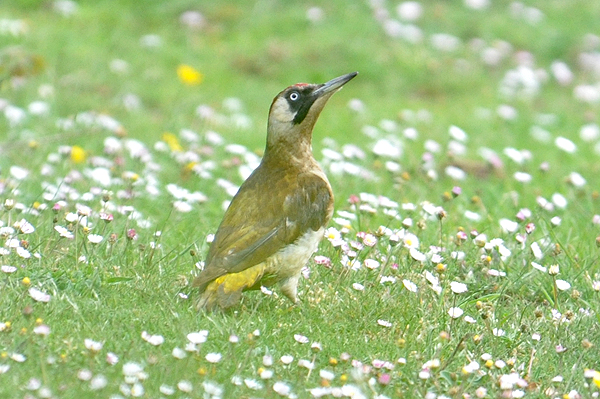 Green Woodpecker