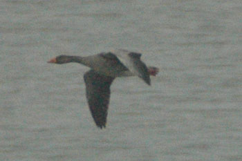 Greylag