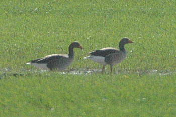 Greylag Goose