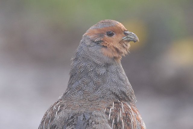 Grey Partridge