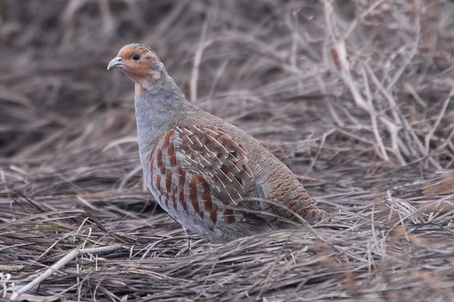 Grey Partridge