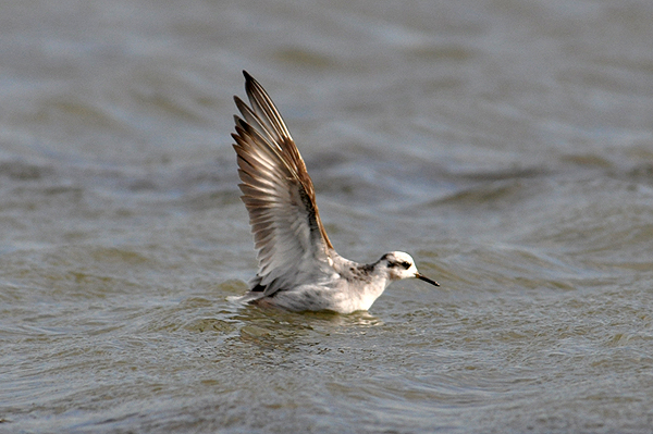 Grey Phalarope