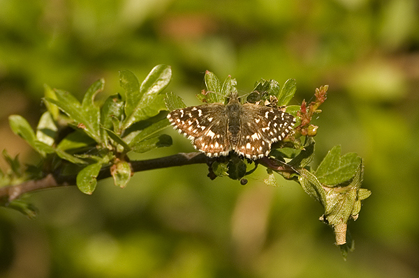 Grizzled Skipper