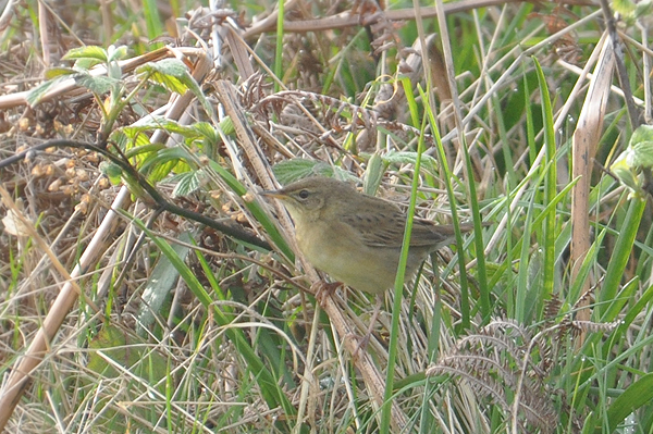 Grasshopper Warbler