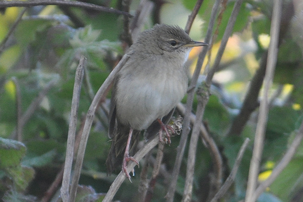 Grasshopper Warbler