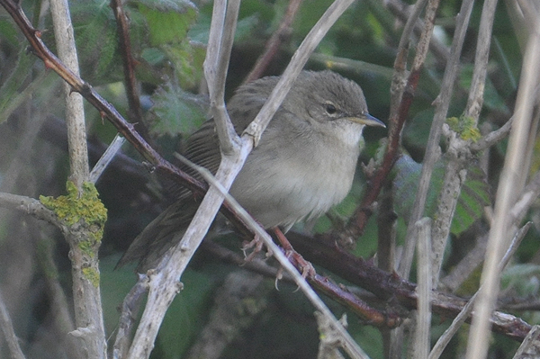 Grasshopper Warbler