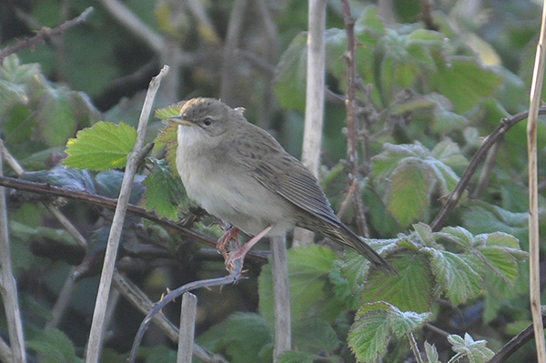 Grasshopper Warbler