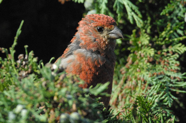 Pine Grosbeak