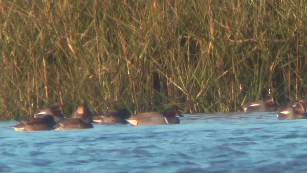 Green-winged Teal