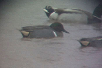 Green-winged Teal