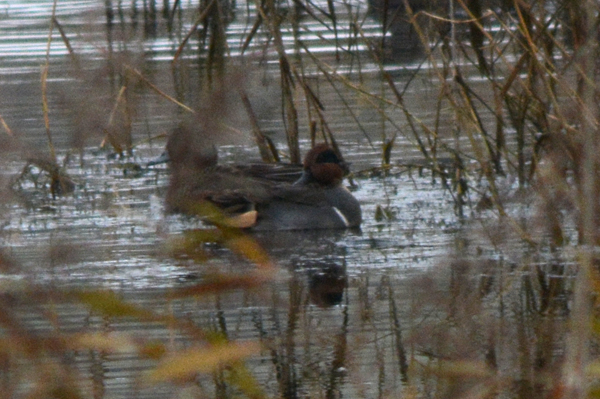 Green-winged Teal