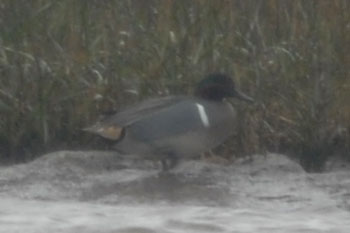 Green-winged Teal