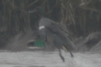 Green-winged Teal