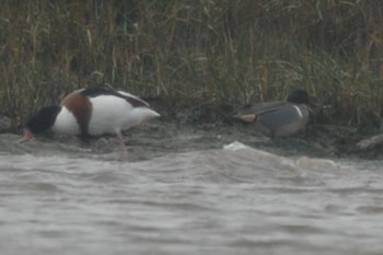 Green-winged Teal