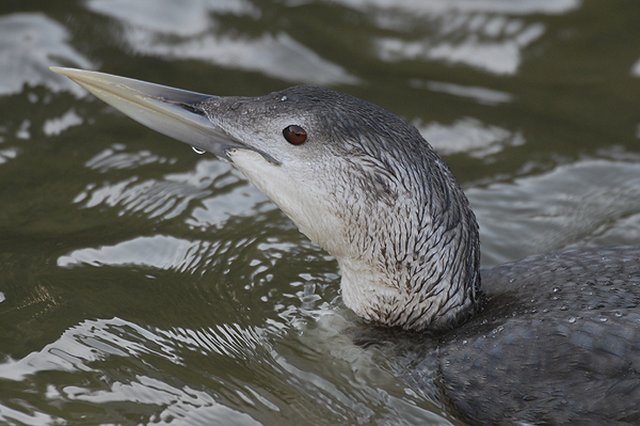 white-billed diver