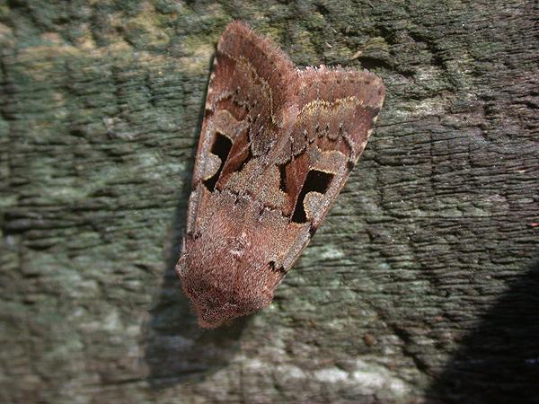 Hebrew Character