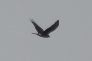 Hen Harrier