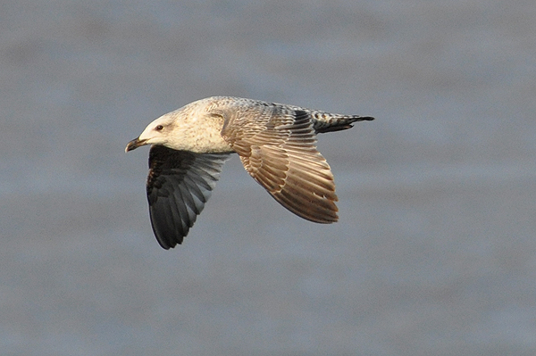 1st winter Herring Gull