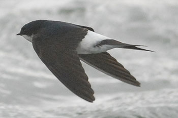 House Martin